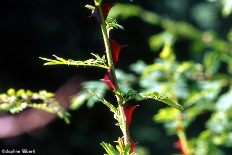R. sericea polyphylla