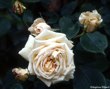 Comtesse de Nogherea