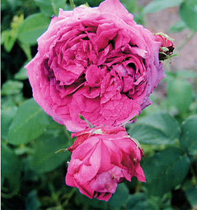 Béatris de Planissolas