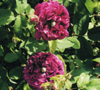 Charels d'Anjou