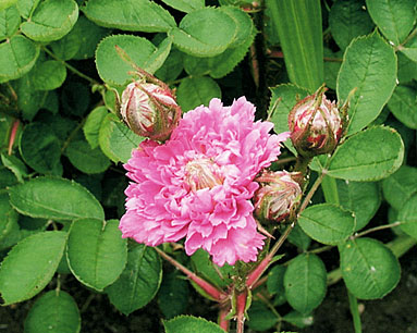 Farinelli