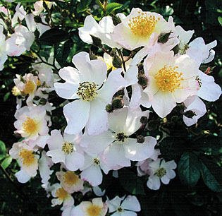 Fleur de Normandie 