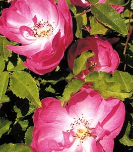 Fleurantine Médard