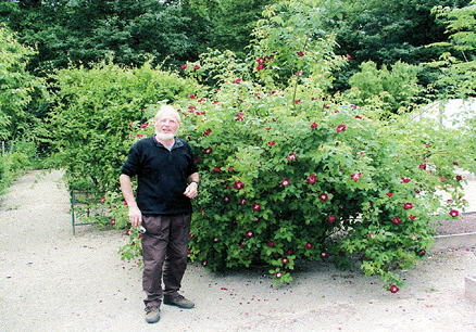 Jean-Pierre Vibert with the rose Grand-Père Pierre Vibert