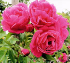 Olympe des Gouges