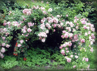 Apple Blossom