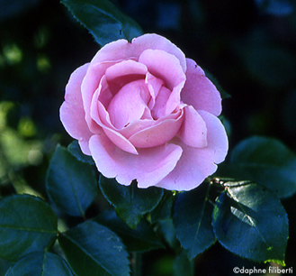 Gerbe Rose