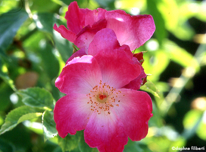 R. wichurana rubra